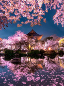 Screenshot №1 pro téma Japan Cherry Blossom Forecast 132x176