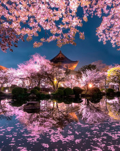 Sfondi Japan Cherry Blossom Forecast 176x220
