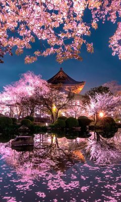 Das Japan Cherry Blossom Forecast Wallpaper 240x400