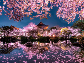 Sfondi Japan Cherry Blossom Forecast 320x240