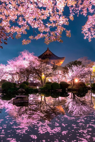 Fondo de pantalla Japan Cherry Blossom Forecast 320x480