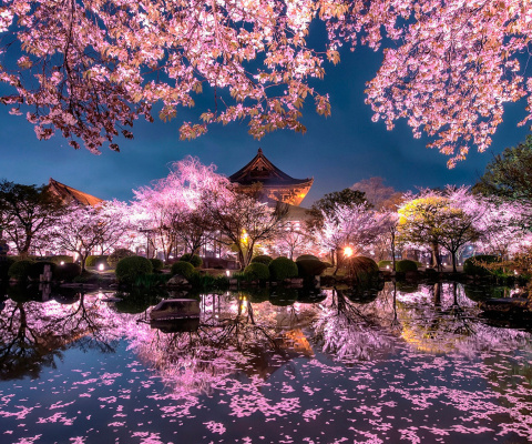 Das Japan Cherry Blossom Forecast Wallpaper 480x400