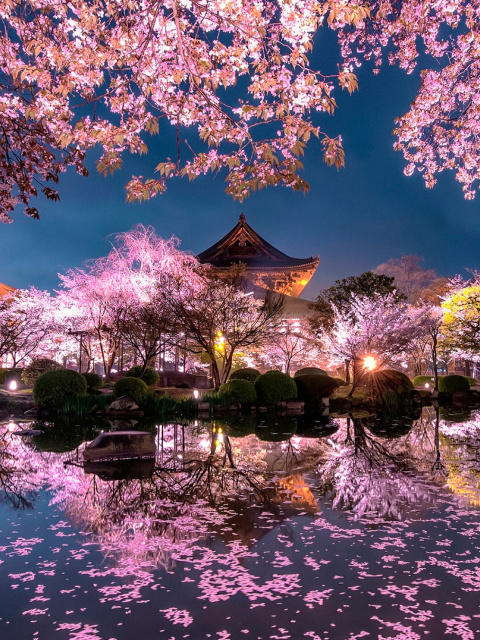Das Japan Cherry Blossom Forecast Wallpaper 480x640