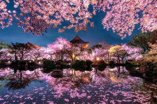 Japan Cherry Blossom Forecast Background for 1920x1080