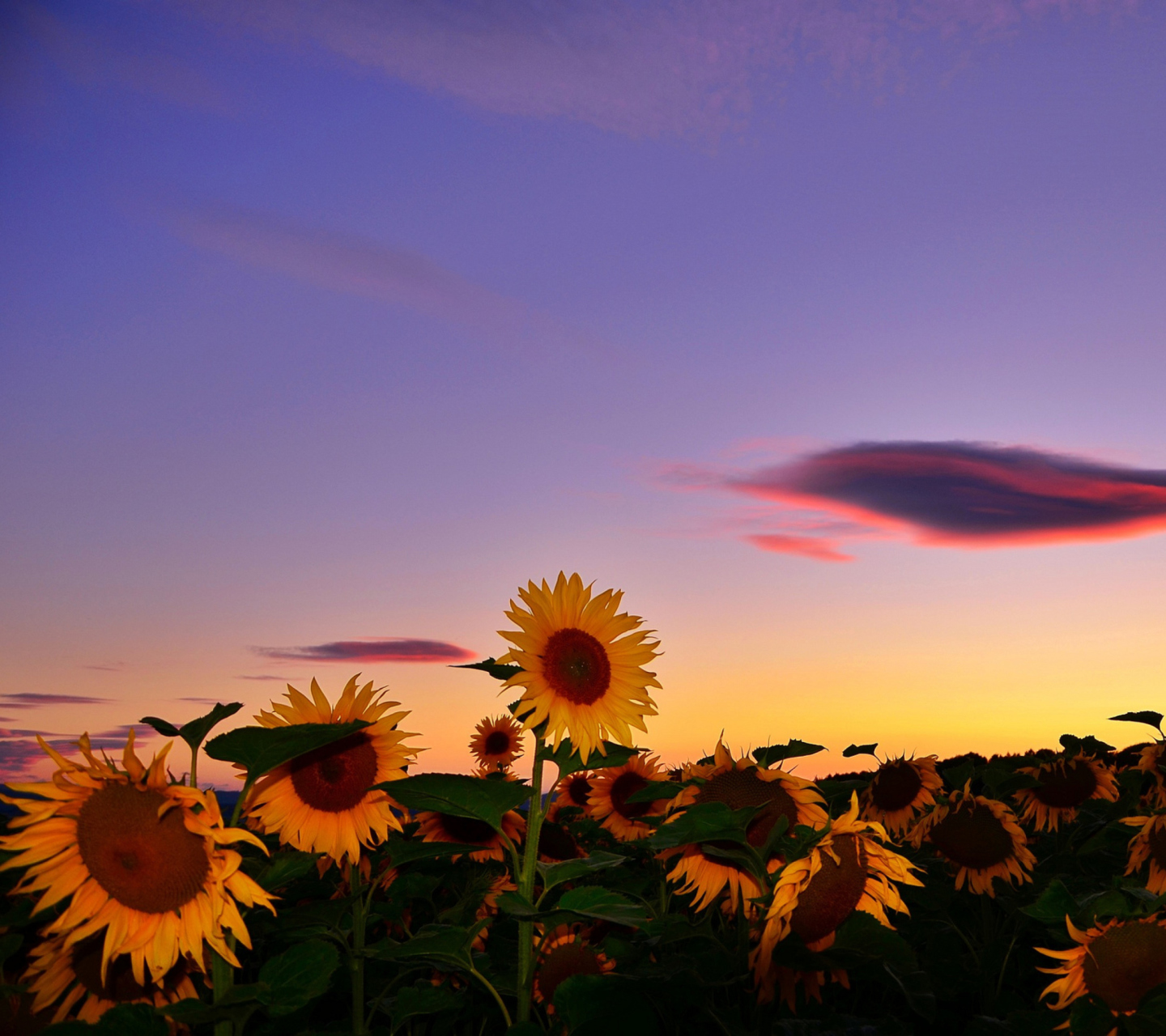 Fondo de pantalla Sunflowers Waiting For Sun 1440x1280
