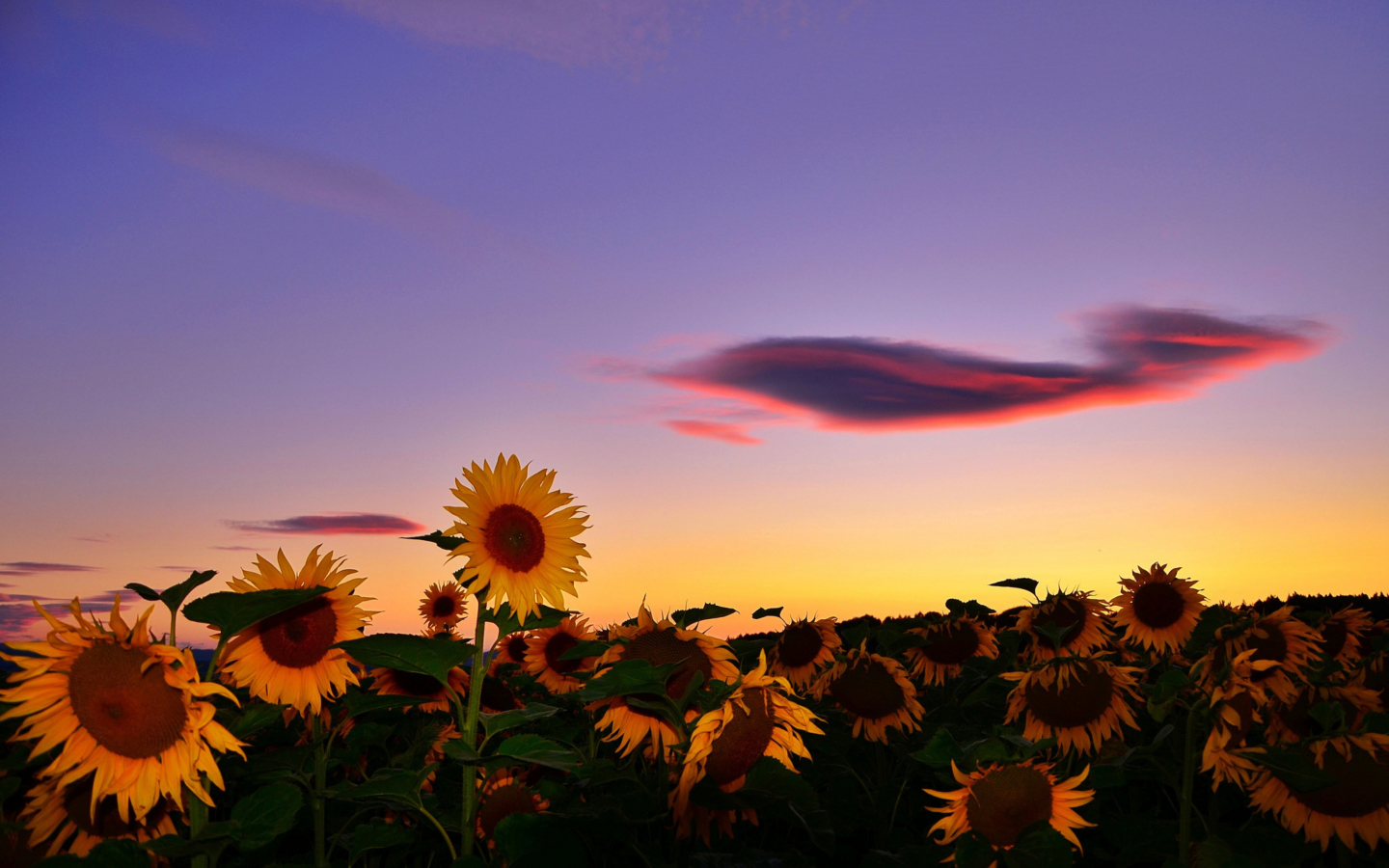 Sunflowers Waiting For Sun wallpaper 1440x900