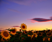 Sunflowers Waiting For Sun wallpaper 176x144