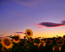 Обои Sunflowers Waiting For Sun 220x176