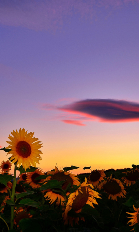 Sunflowers Waiting For Sun wallpaper 480x800