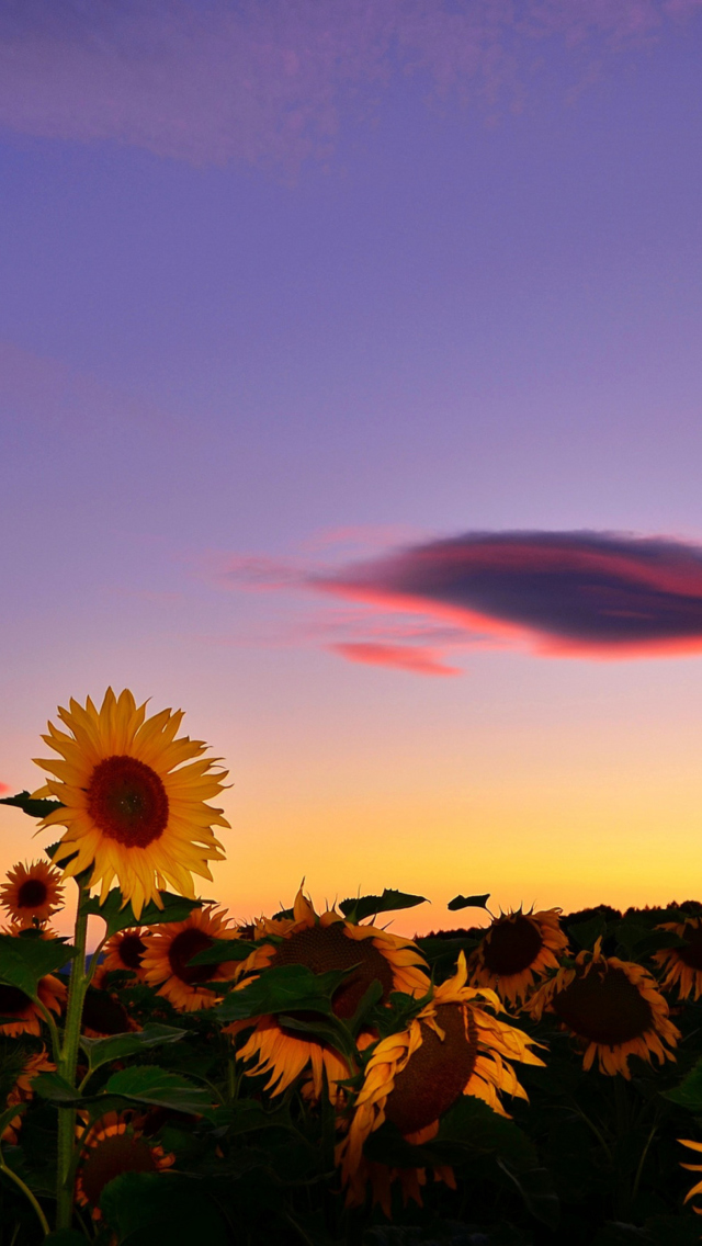 Sunflowers Waiting For Sun wallpaper 640x1136