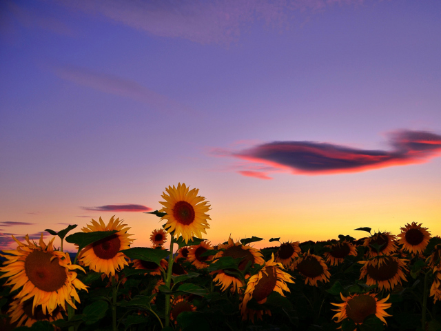 Обои Sunflowers Waiting For Sun 640x480