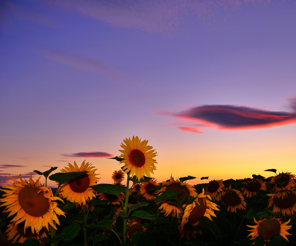 Обои Sunflowers Waiting For Sun 960x800