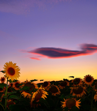 Kostenloses Sunflowers Waiting For Sun Wallpaper für 640x960