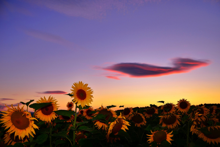 Sfondi Sunflowers Waiting For Sun