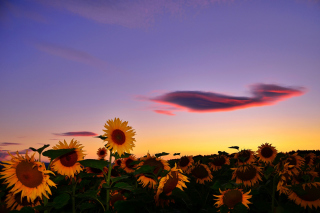 Sunflowers Waiting For Sun Wallpaper for Android, iPhone and iPad