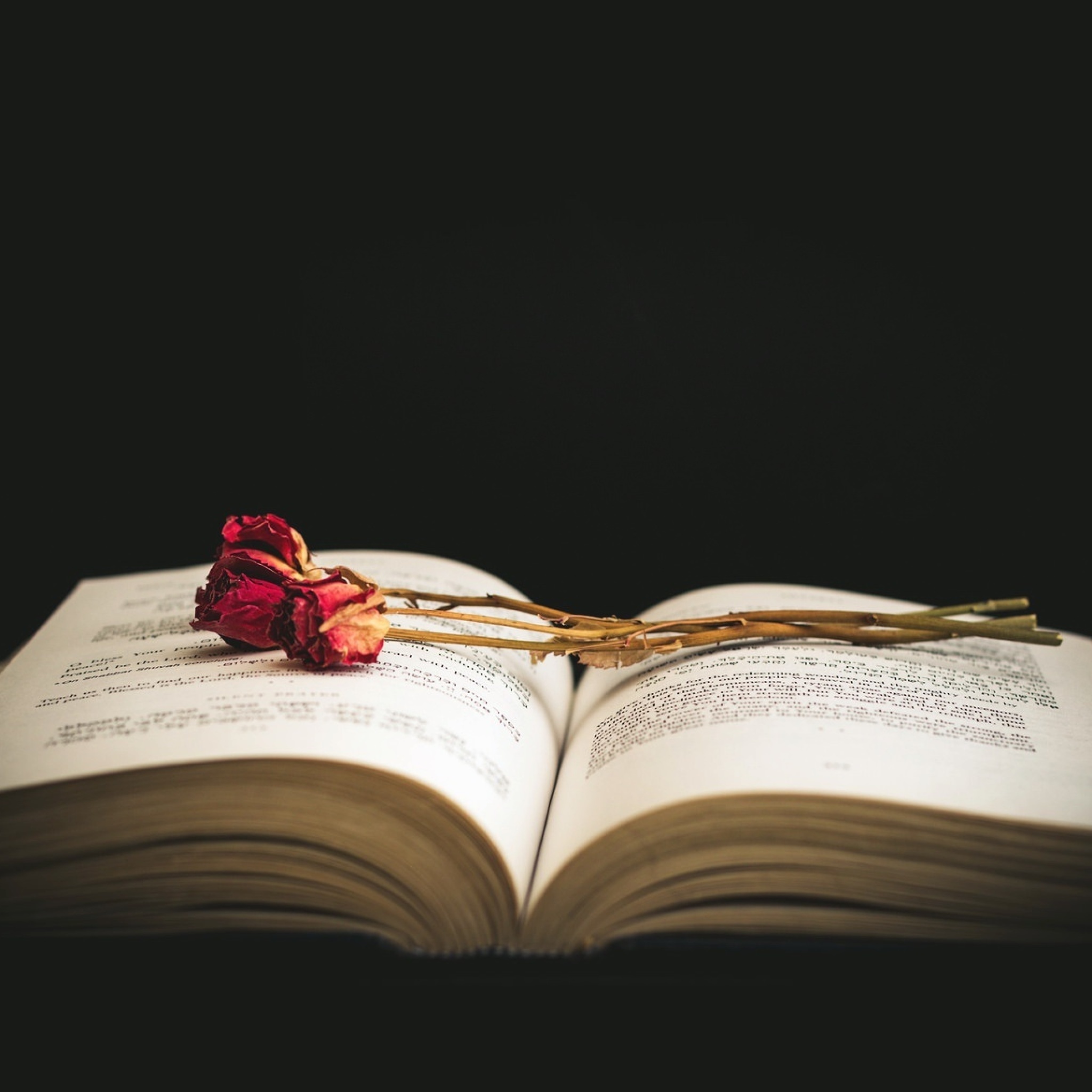 Rose and Book wallpaper 2048x2048