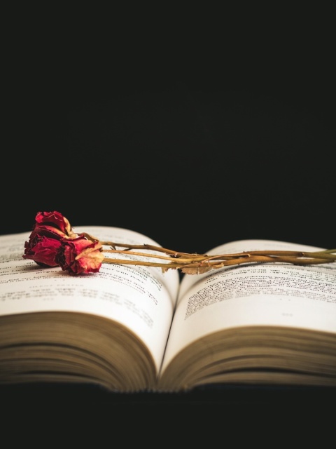 Rose and Book wallpaper 480x640