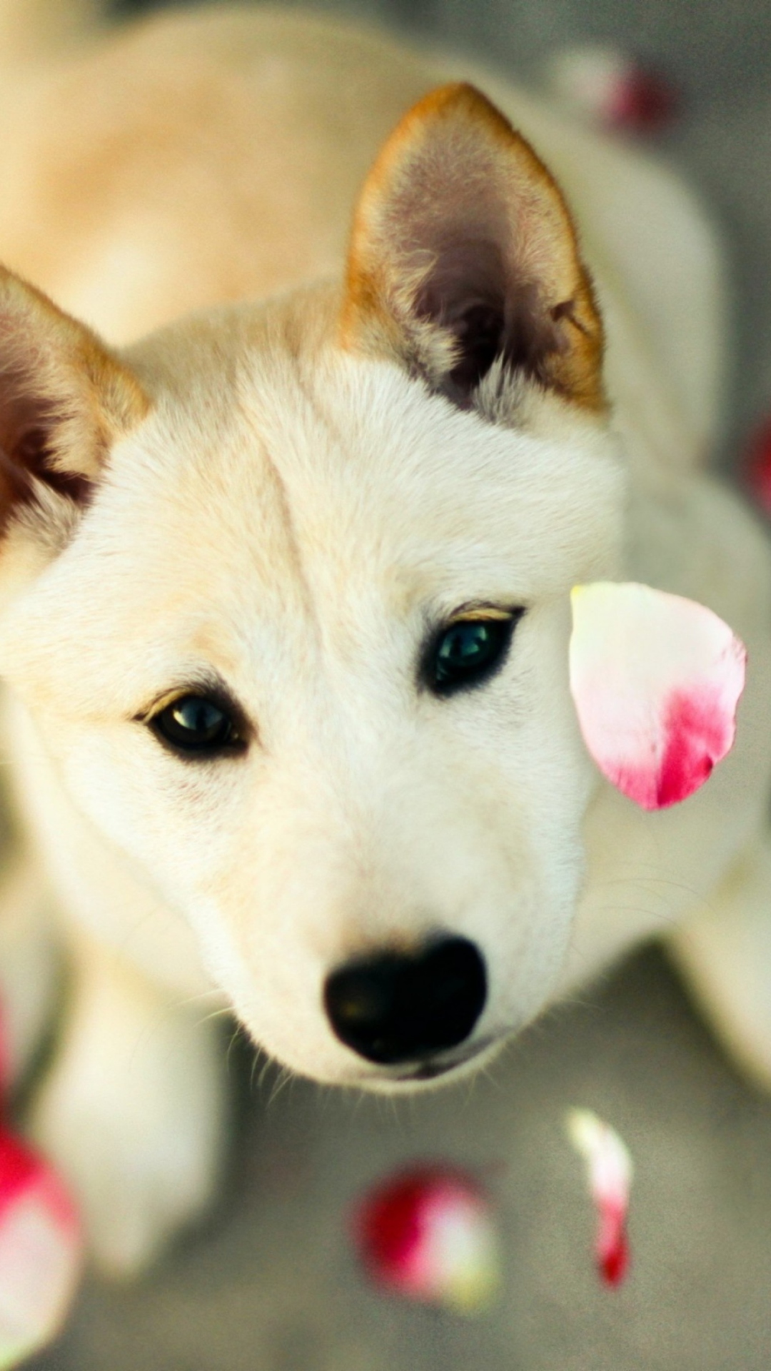 Dog And Rose Petals wallpaper 1080x1920