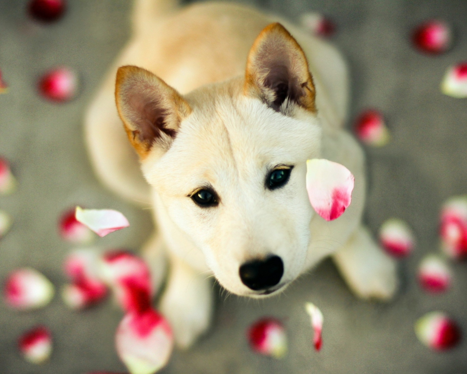 Обои Dog And Rose Petals 1600x1280