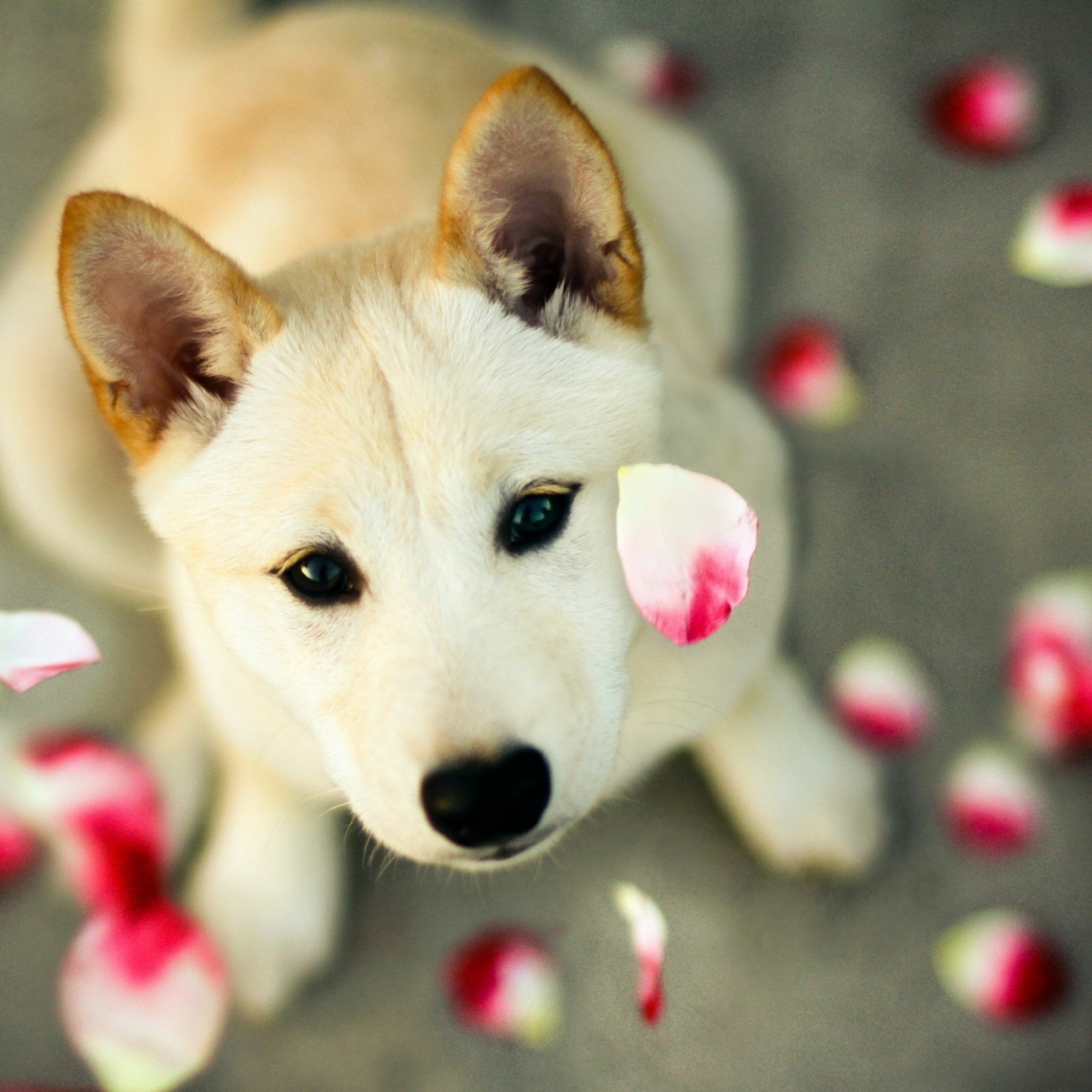 Das Dog And Rose Petals Wallpaper 2048x2048