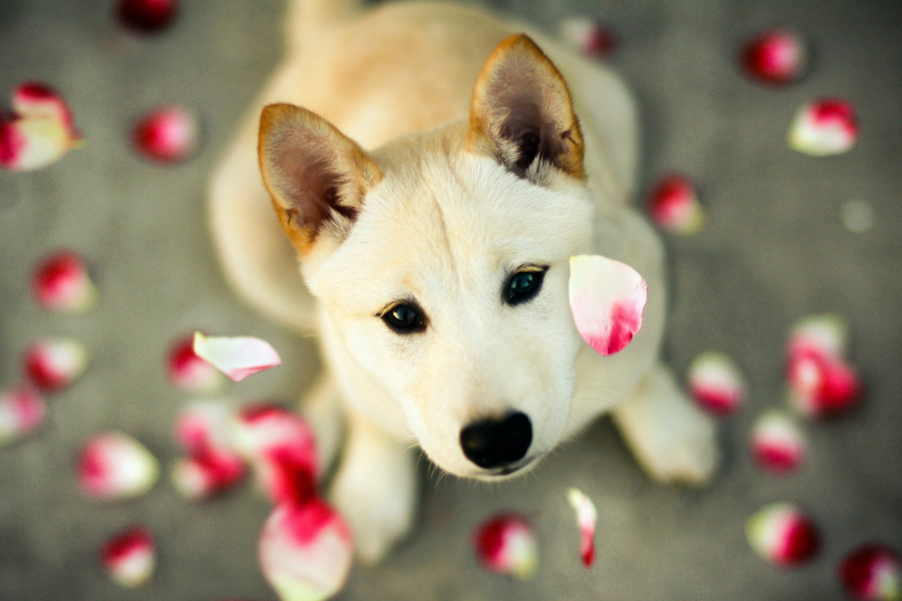 Обои Dog And Rose Petals 2880x1920