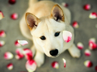 Обои Dog And Rose Petals 320x240