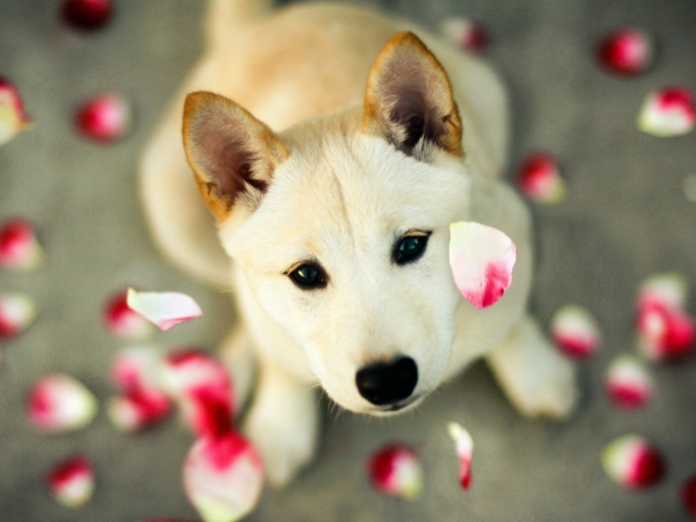 Fondo de pantalla Dog And Rose Petals 640x480