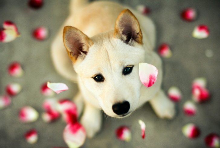 Dog And Rose Petals wallpaper