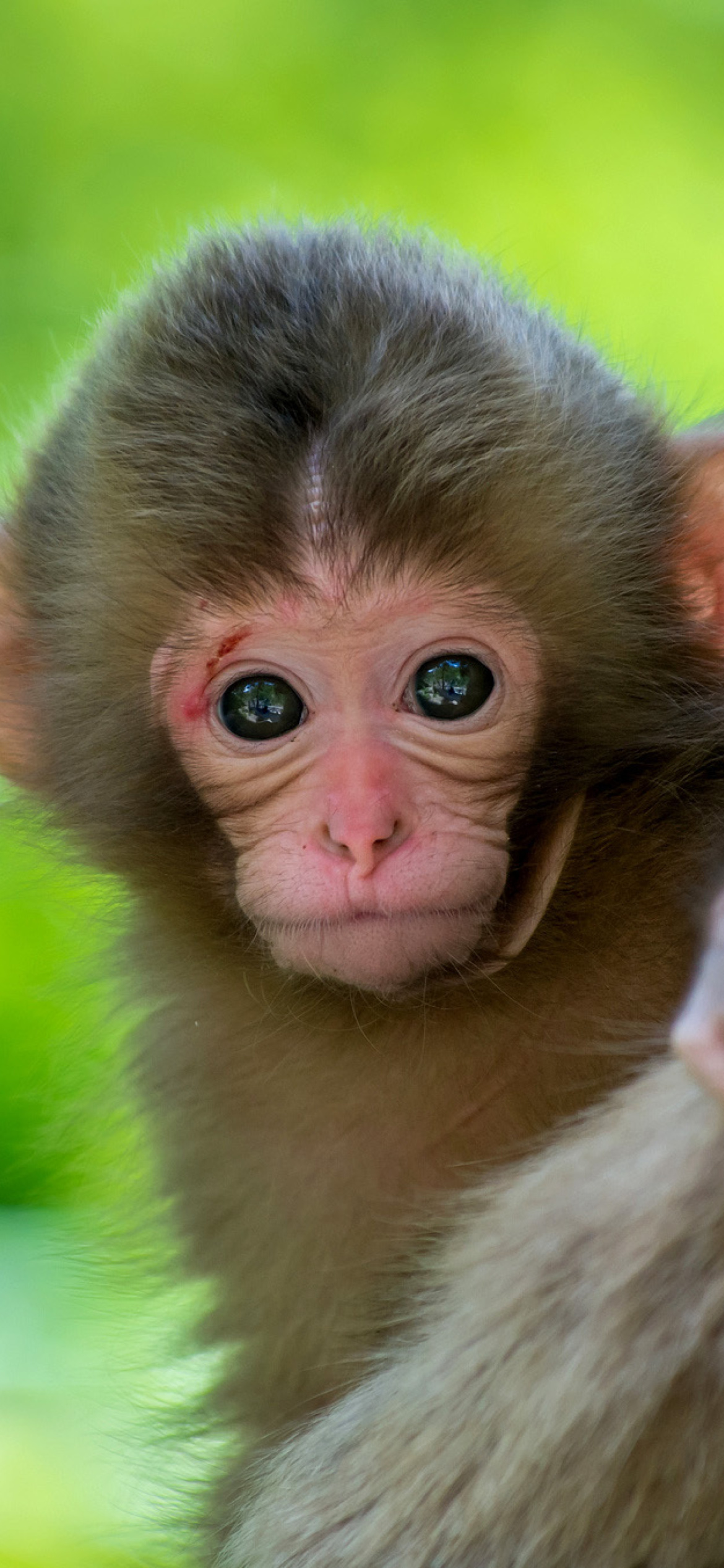 Sfondi Monkey Baby 1170x2532