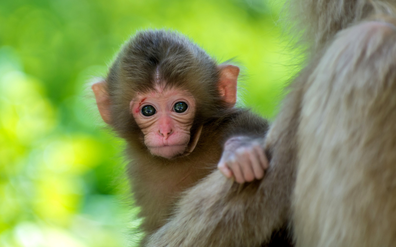 Sfondi Monkey Baby 1280x800