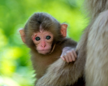 Sfondi Monkey Baby 220x176