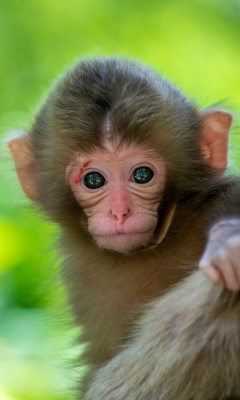 Sfondi Monkey Baby 240x400