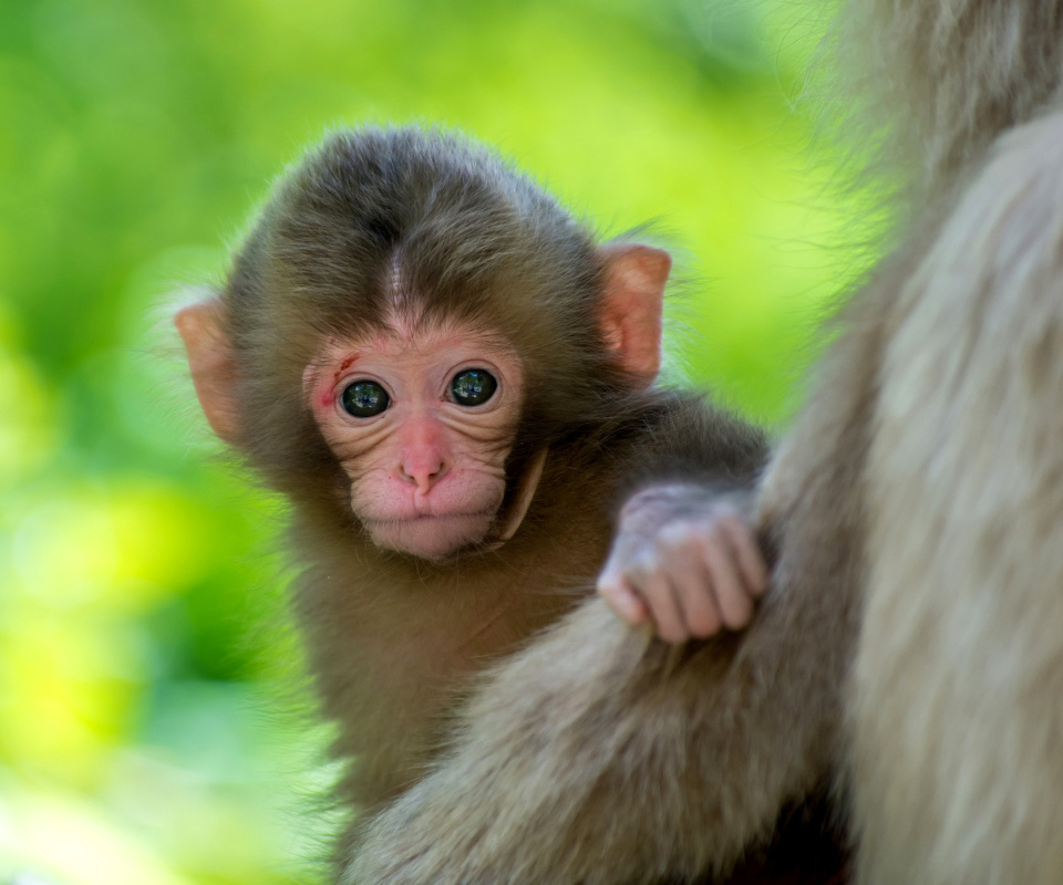 Monkey Baby screenshot #1 960x800