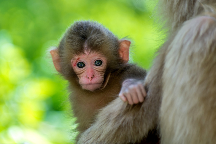 Fondo de pantalla Monkey Baby