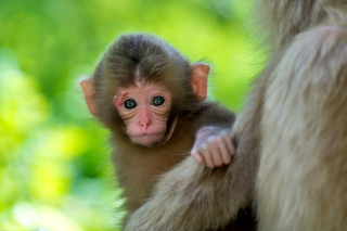 Free Monkey Baby Picture for Android, iPhone and iPad