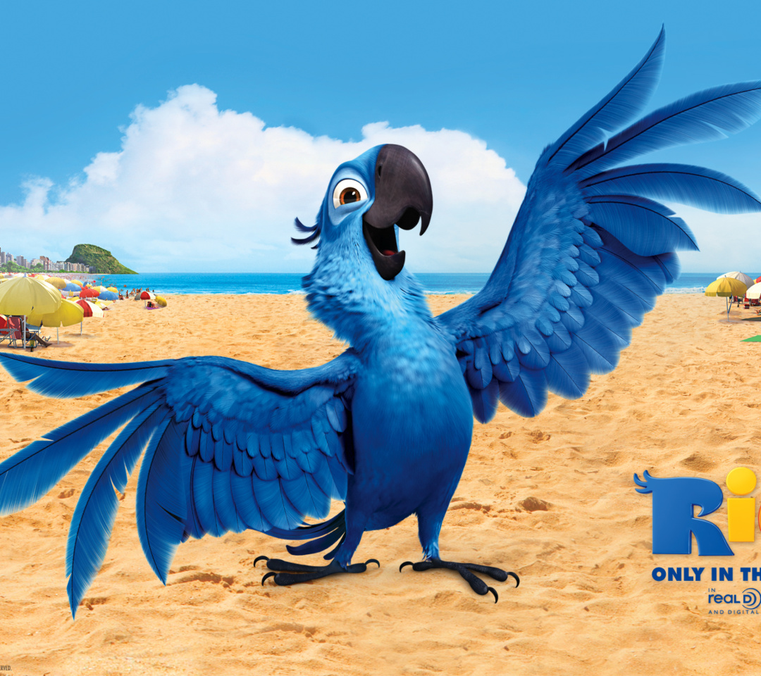 Das Rio, Blu Parrot Wallpaper 1080x960