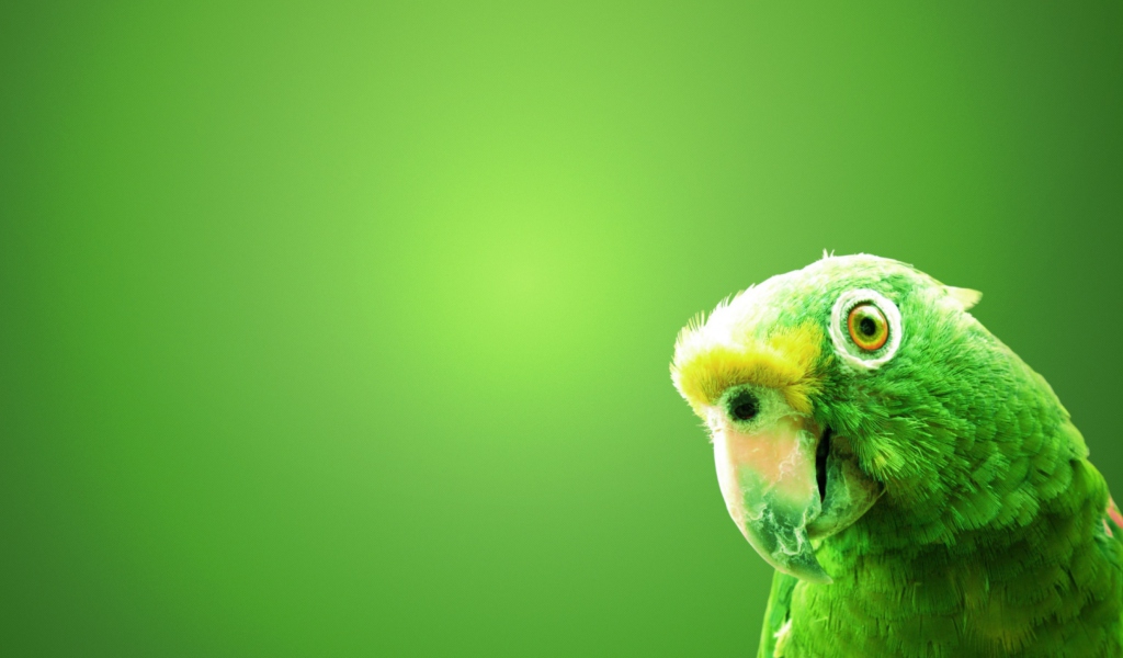 Green Parrot wallpaper 1024x600