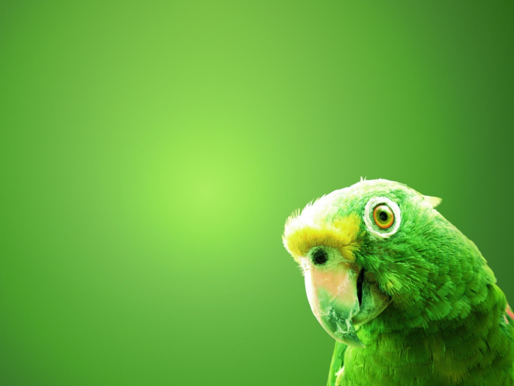 Green Parrot wallpaper 1024x768