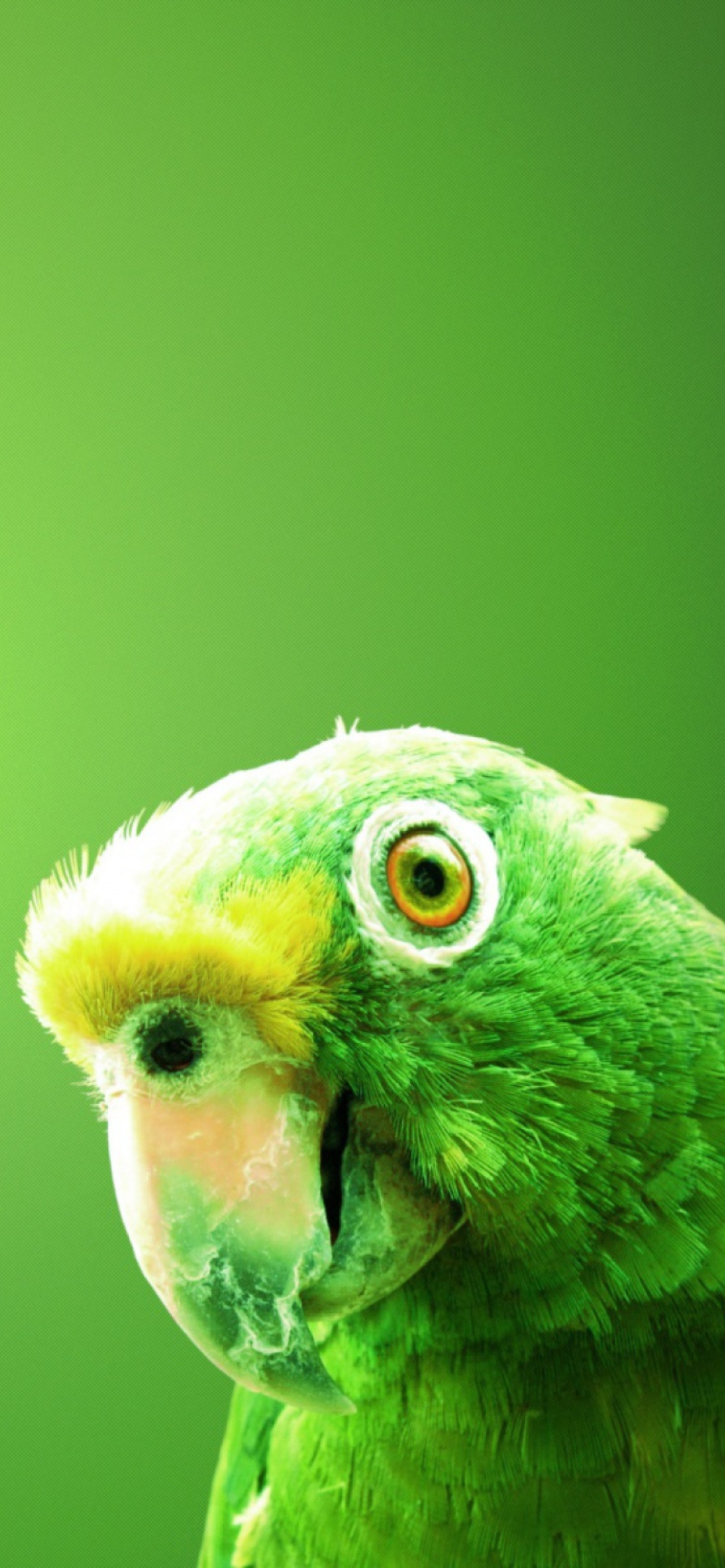 Обои Green Parrot 1170x2532