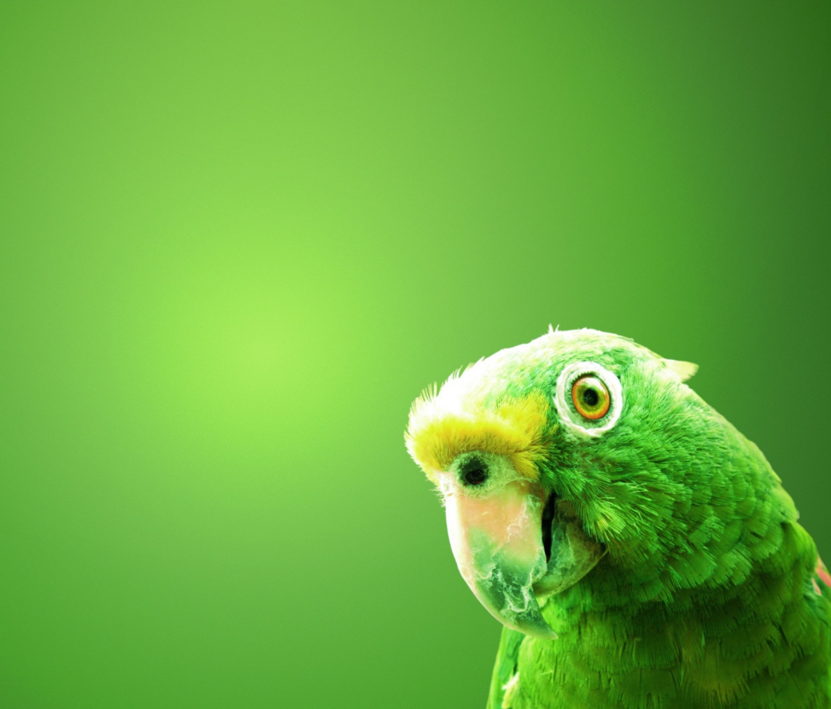Fondo de pantalla Green Parrot 1200x1024