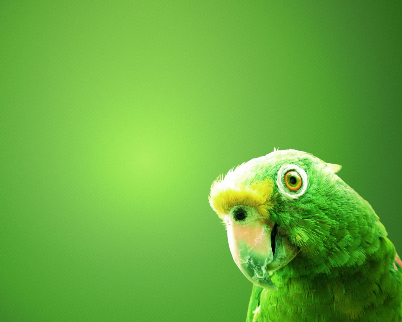 Fondo de pantalla Green Parrot 1280x1024