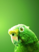 Обои Green Parrot 132x176