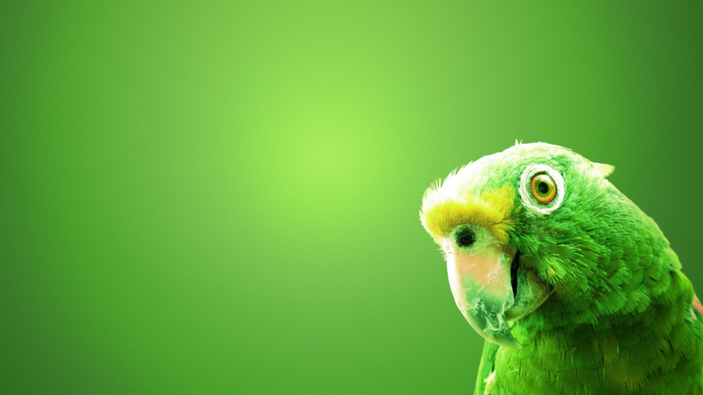 Green Parrot screenshot #1 1366x768