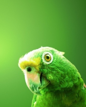 Das Green Parrot Wallpaper 176x220