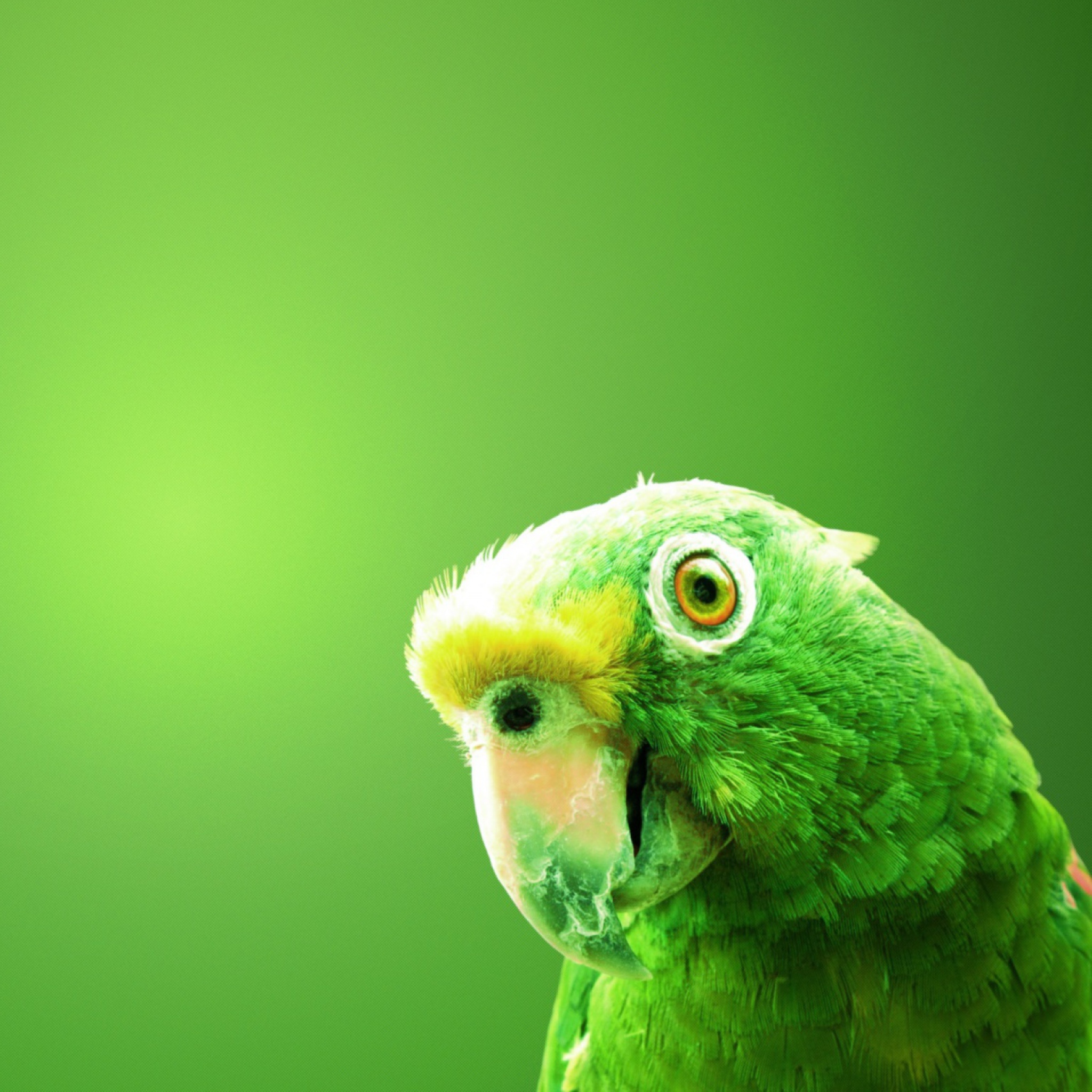 Das Green Parrot Wallpaper 2048x2048