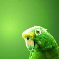 Das Green Parrot Wallpaper 208x208