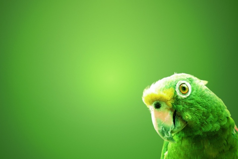 Fondo de pantalla Green Parrot 480x320
