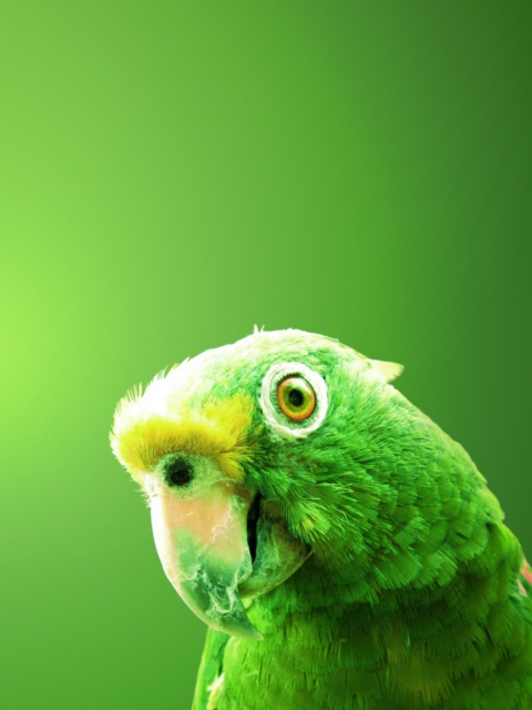 Обои Green Parrot 480x640