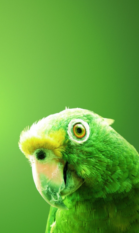 Fondo de pantalla Green Parrot 480x800