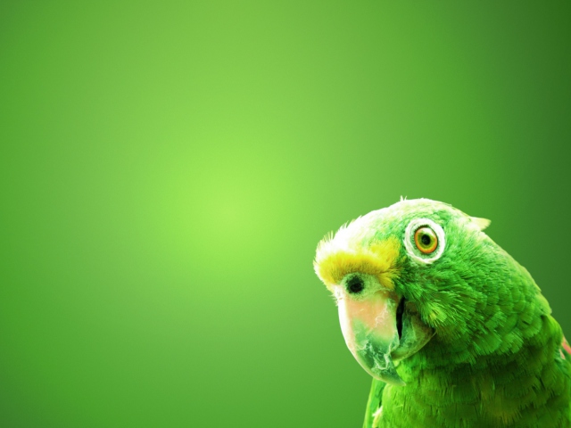 Sfondi Green Parrot 640x480